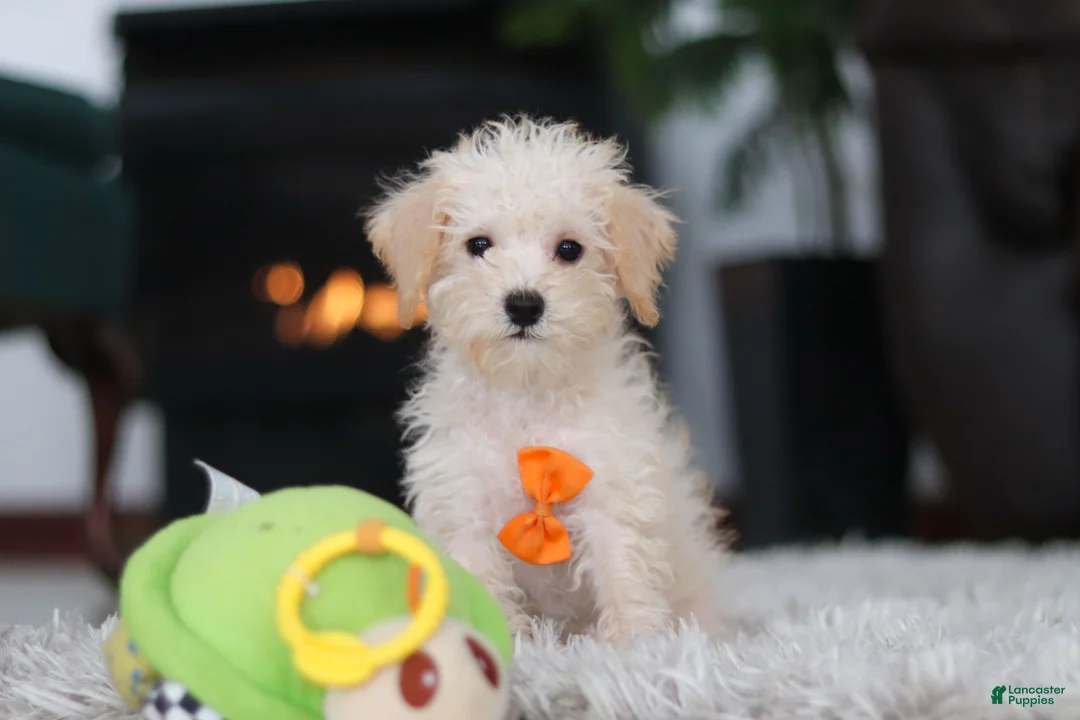 Schnoodle dogs for sale: Atlas - Ad 1