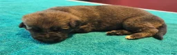 German Shepherd dogs for sale: Dolly - Ad 1