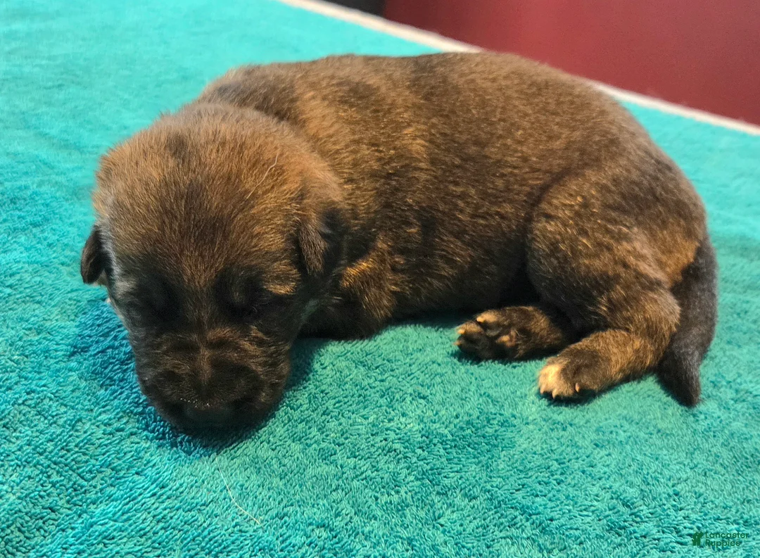 German Shepherd dogs for sale: Dolly - Ad 1