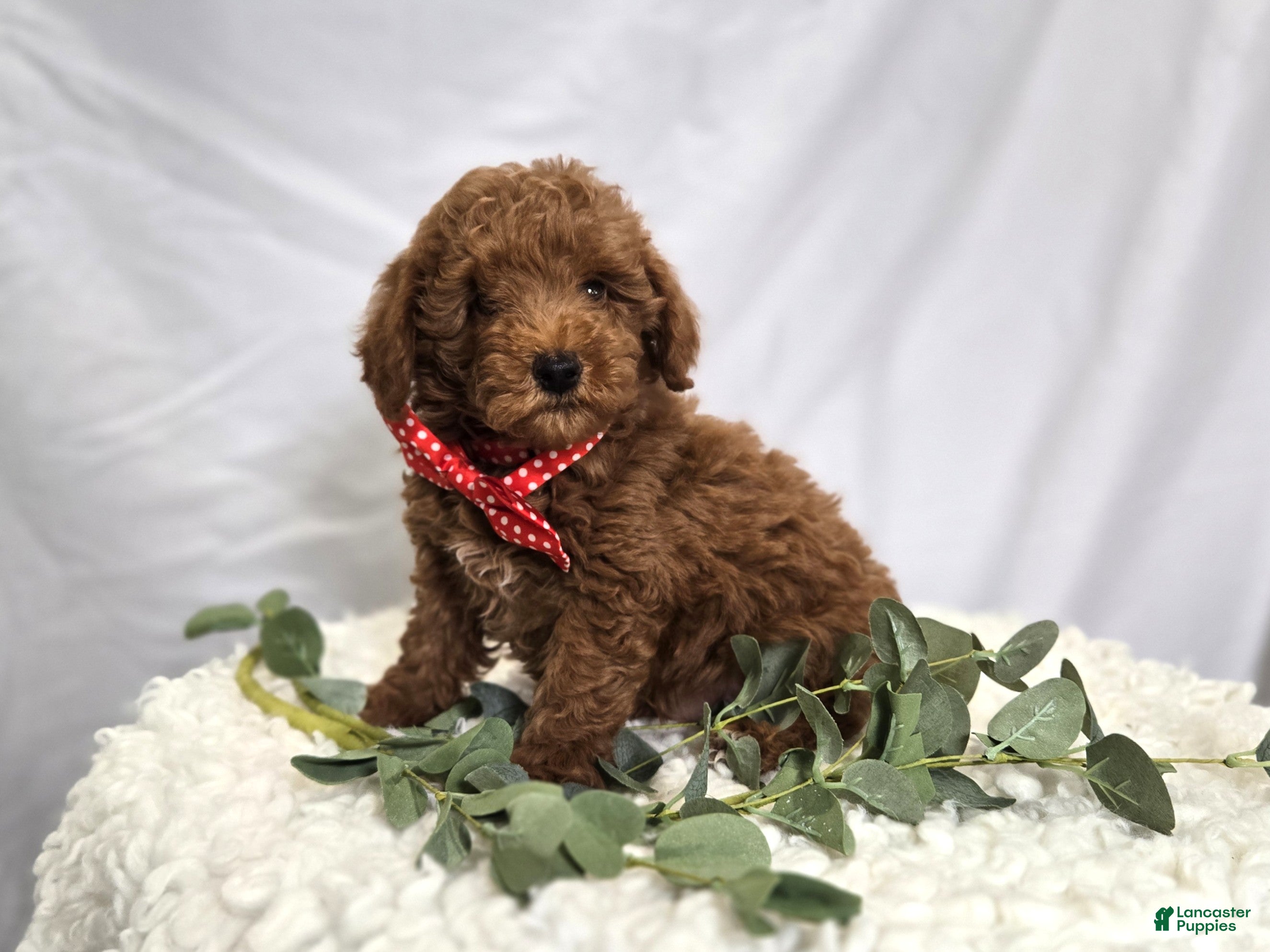 Toy Poodle dogs Bailey - Ad 1