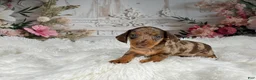 Miniature Dachshund dogs for sale: AKC-Charlotte - Ad 1