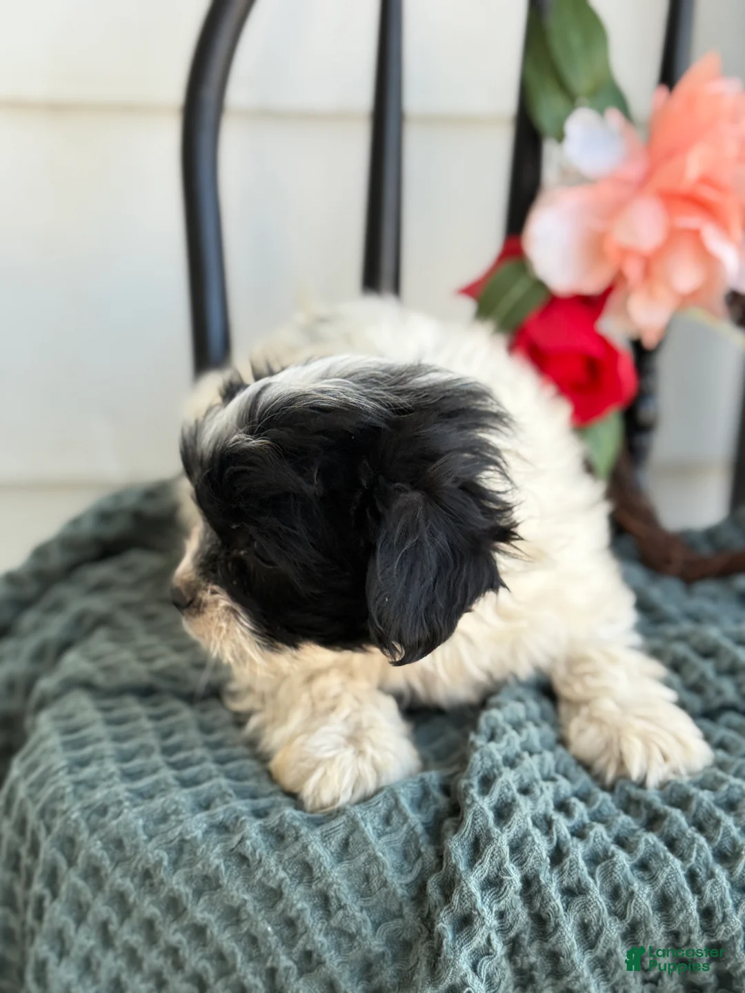 Shihpoo dogs for sale: Glory - Ad 6