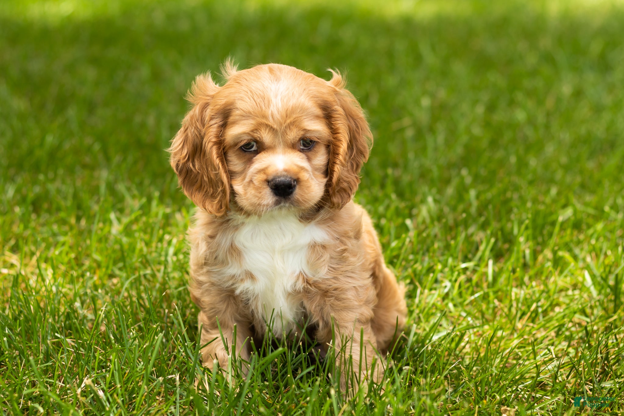 Cocker Spaniel dogs Henry  - Ad 38