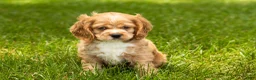 Cocker Spaniel dogs for sale: Henry  - Ad 1