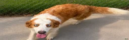 Goberian dogs for sale: Sydney - Ad 5
