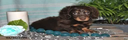 Miniature Dachshund dogs for sale: Cody - Ad 1