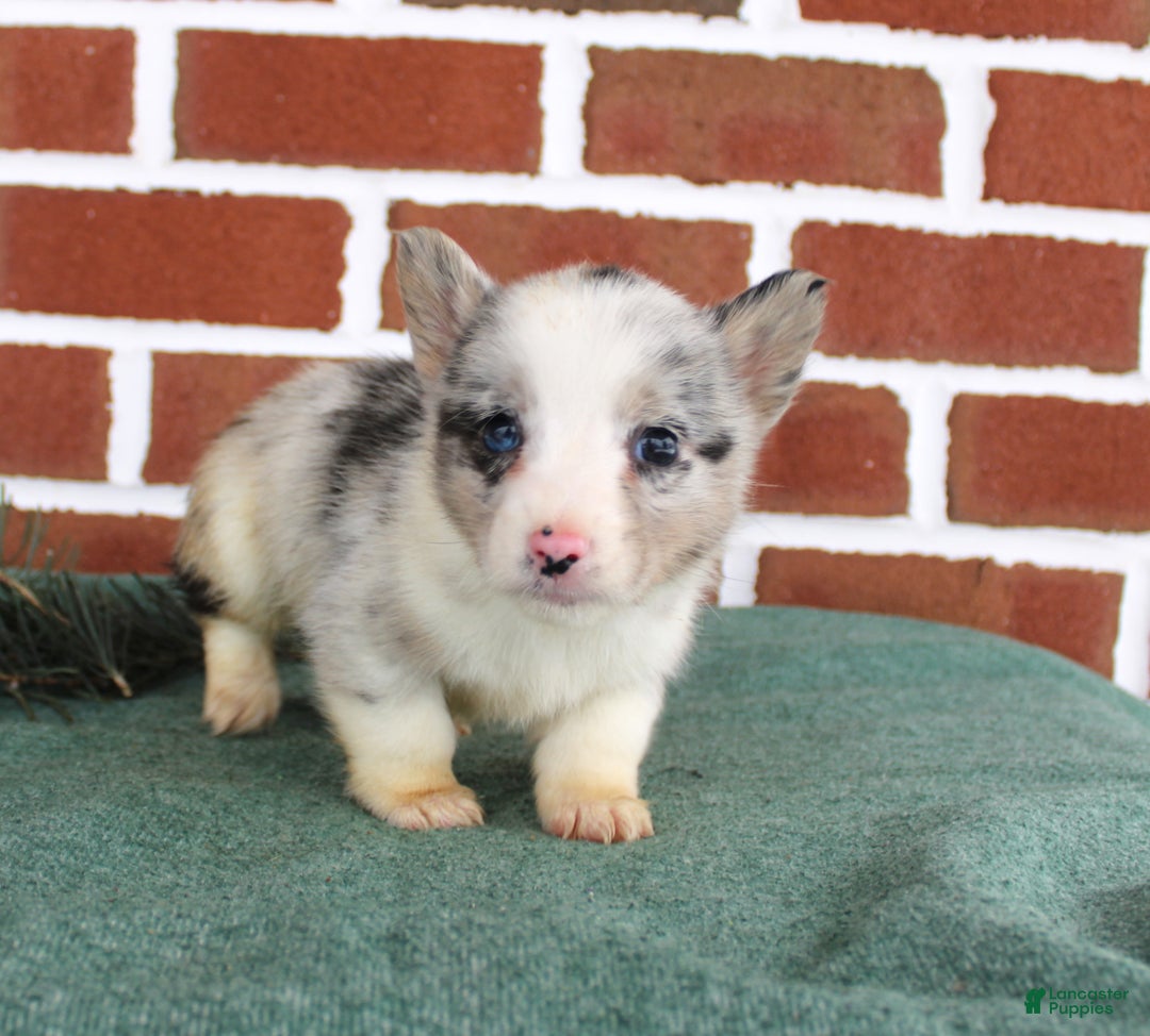 Welsh Corgi Pembroke dogs for sale: Jack - Ad 3