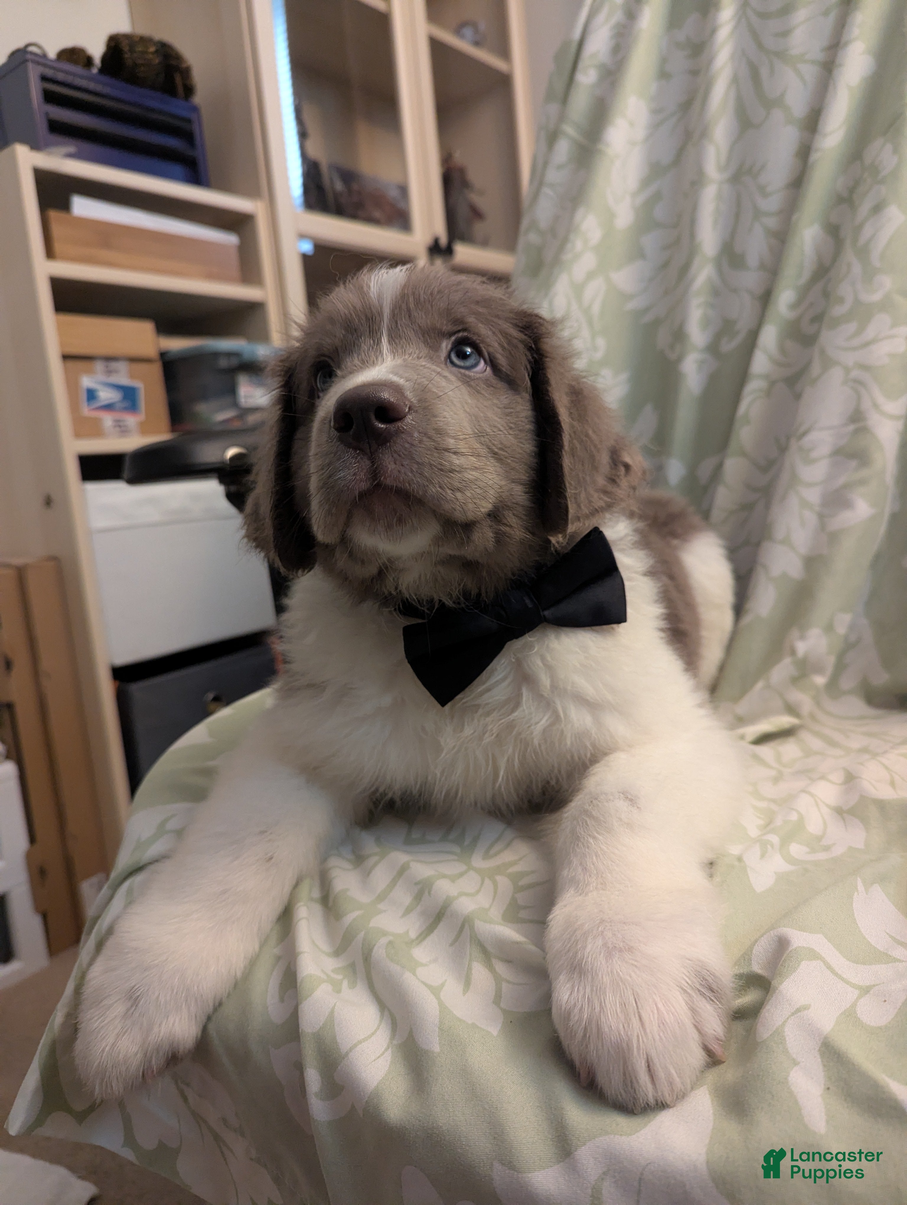 Newfoundland dogs Snocat - Ad 9