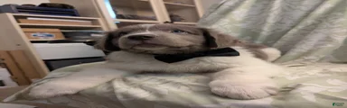 Snocat