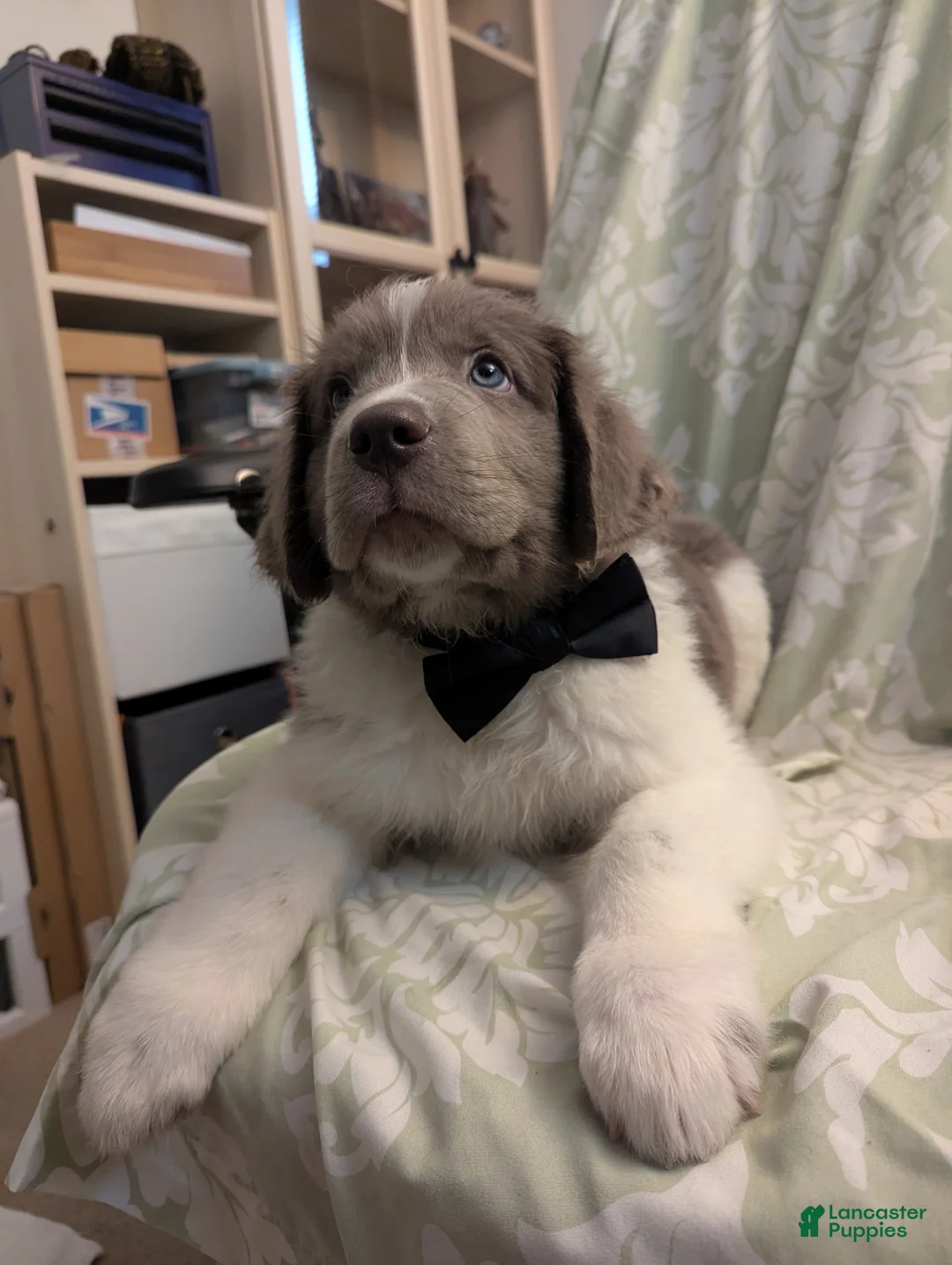 Newfoundland dogs for sale: Snocat - Ad 1