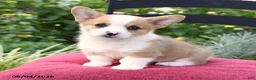 Welsh Corgi Pembroke dogs for sale: Kowen - Ad 2