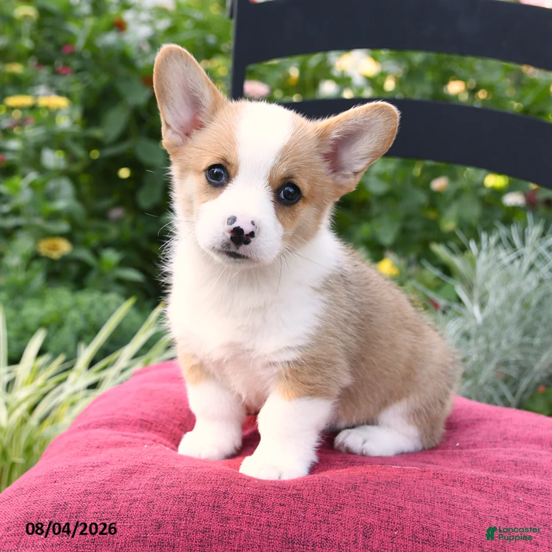 Welsh Corgi Pembroke dogs for sale: Kowen - Ad 2
