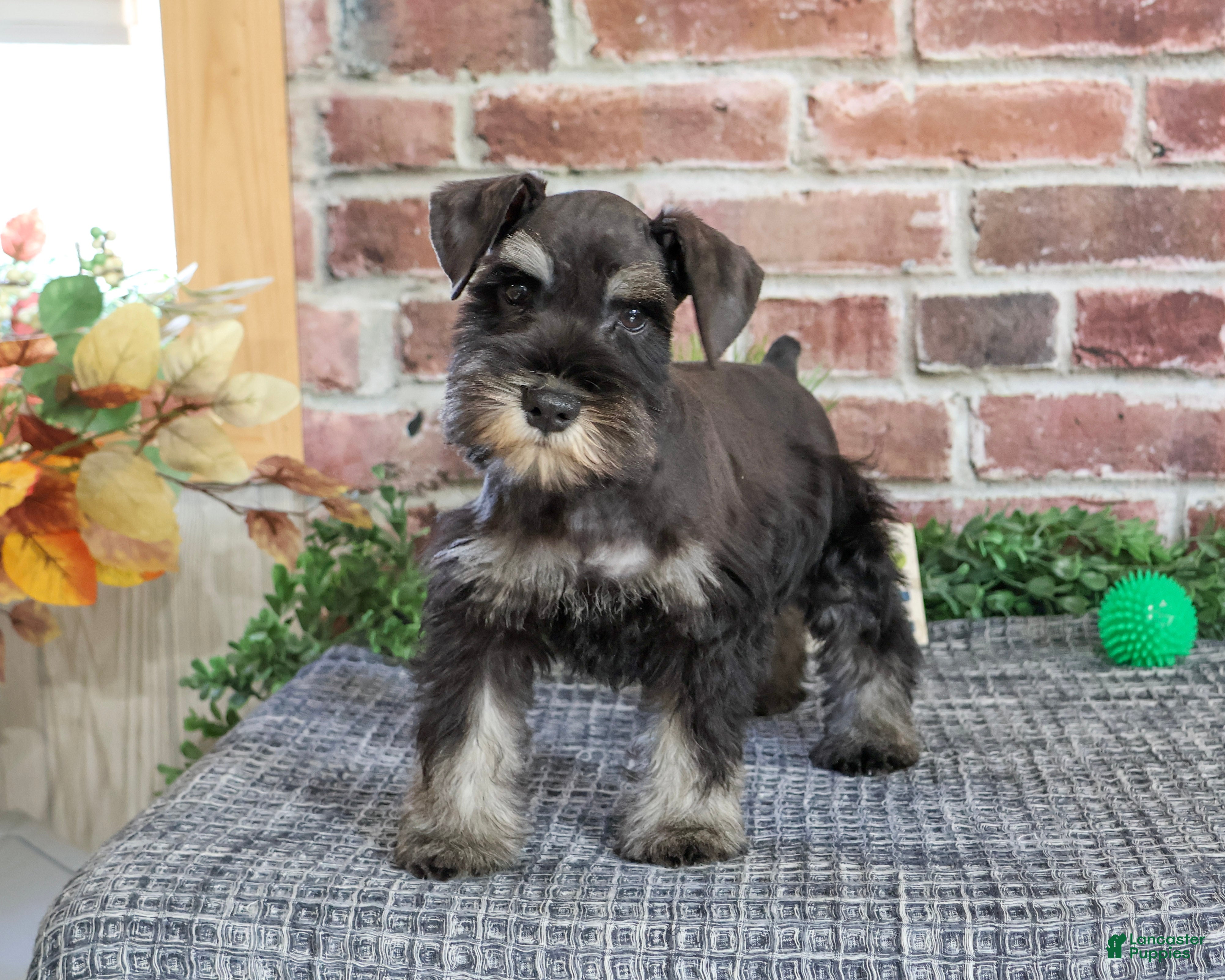 Miniature Schnauzer dogs for sale: Thornton - Ad 1