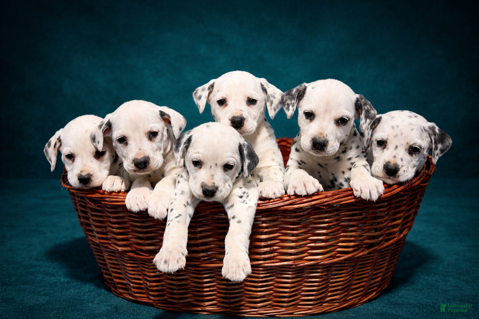 Dalmatian dogs Darcy - Ad 2