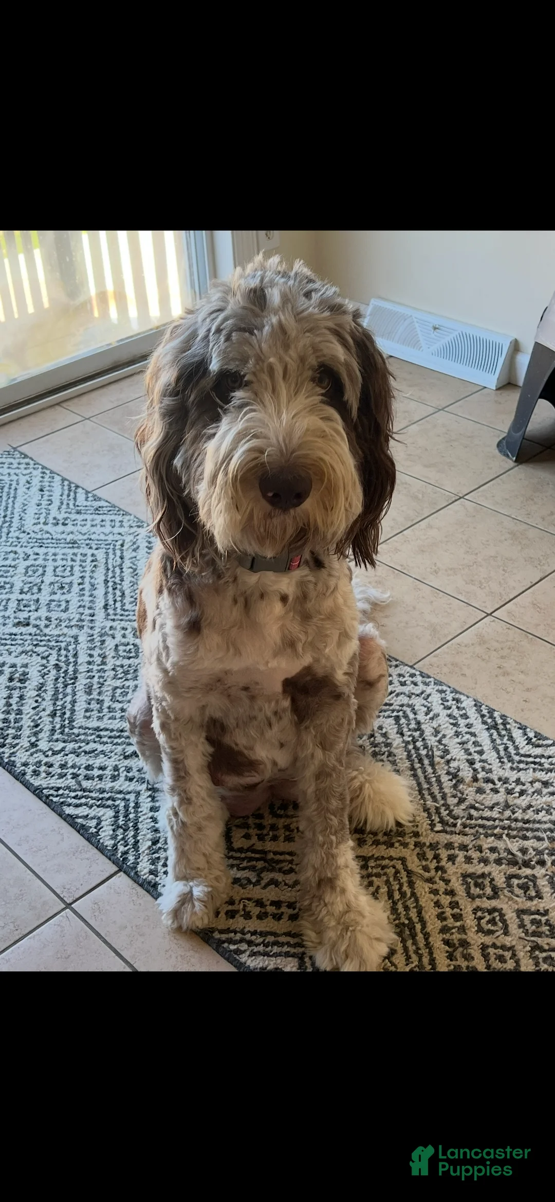 Double Doodle dogs for sale: Vixen - Ad 7