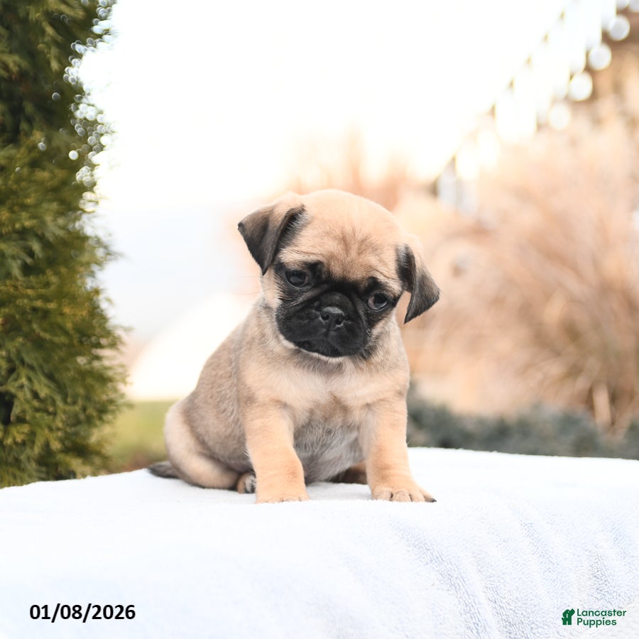 Mixed Breed dogs Marilyn - Ad 2