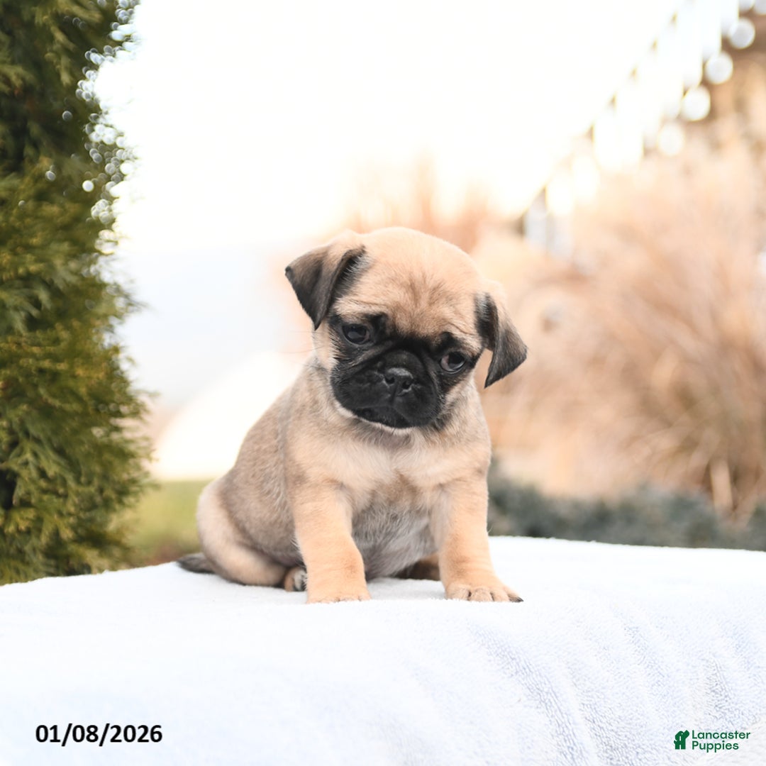 Mixed Breed dogs for sale: Marilyn - Ad 2