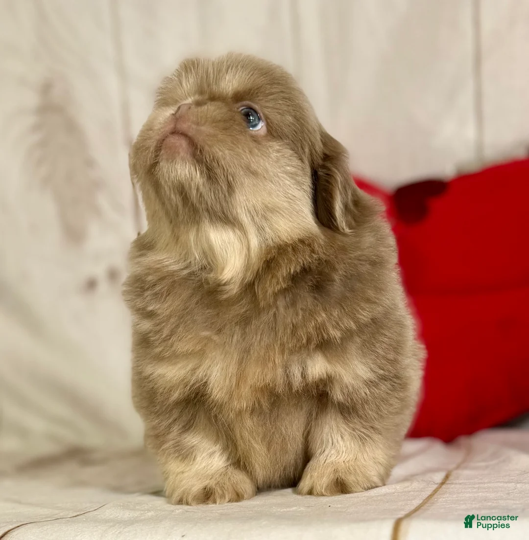 Pekingese dogs for sale: Akc DNA OFA Olaf- lilac tan points  - Ad 12