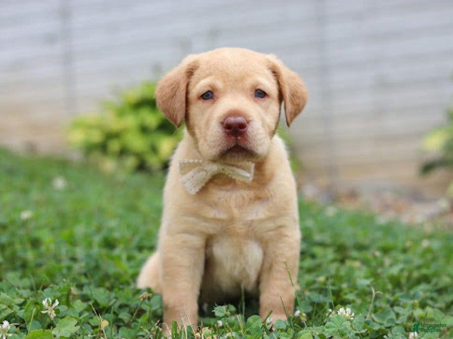 Labrador Retriever dogs Flora - Ad 2