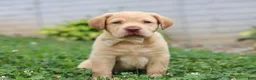 Labrador Retriever dogs for sale: Flora - Ad 2