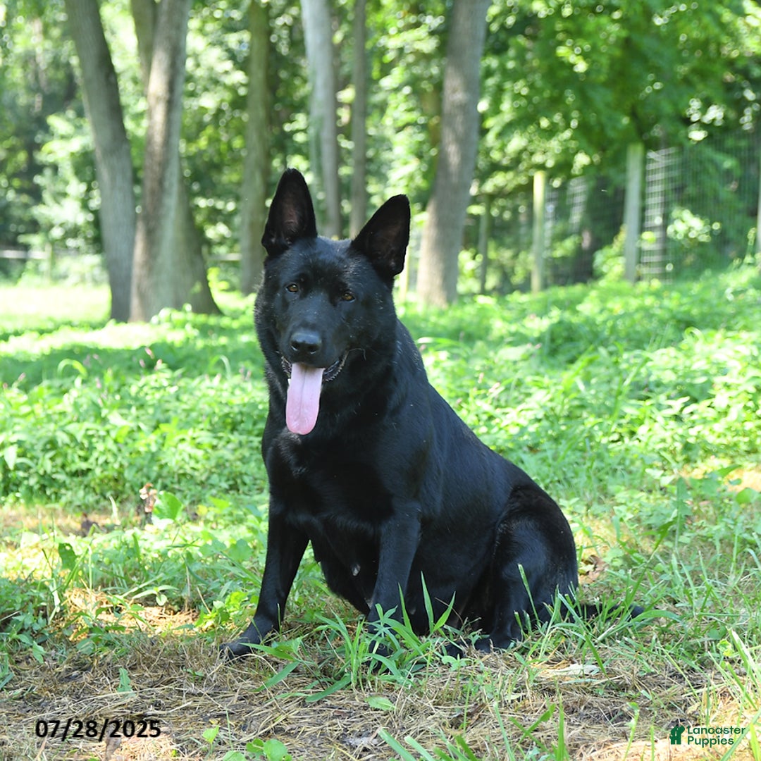 German Shepherd dogs for sale: Mia   - Ad 4