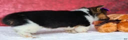 Welsh Corgi Pembroke dogs for sale: Abby🩷  - Ad 19