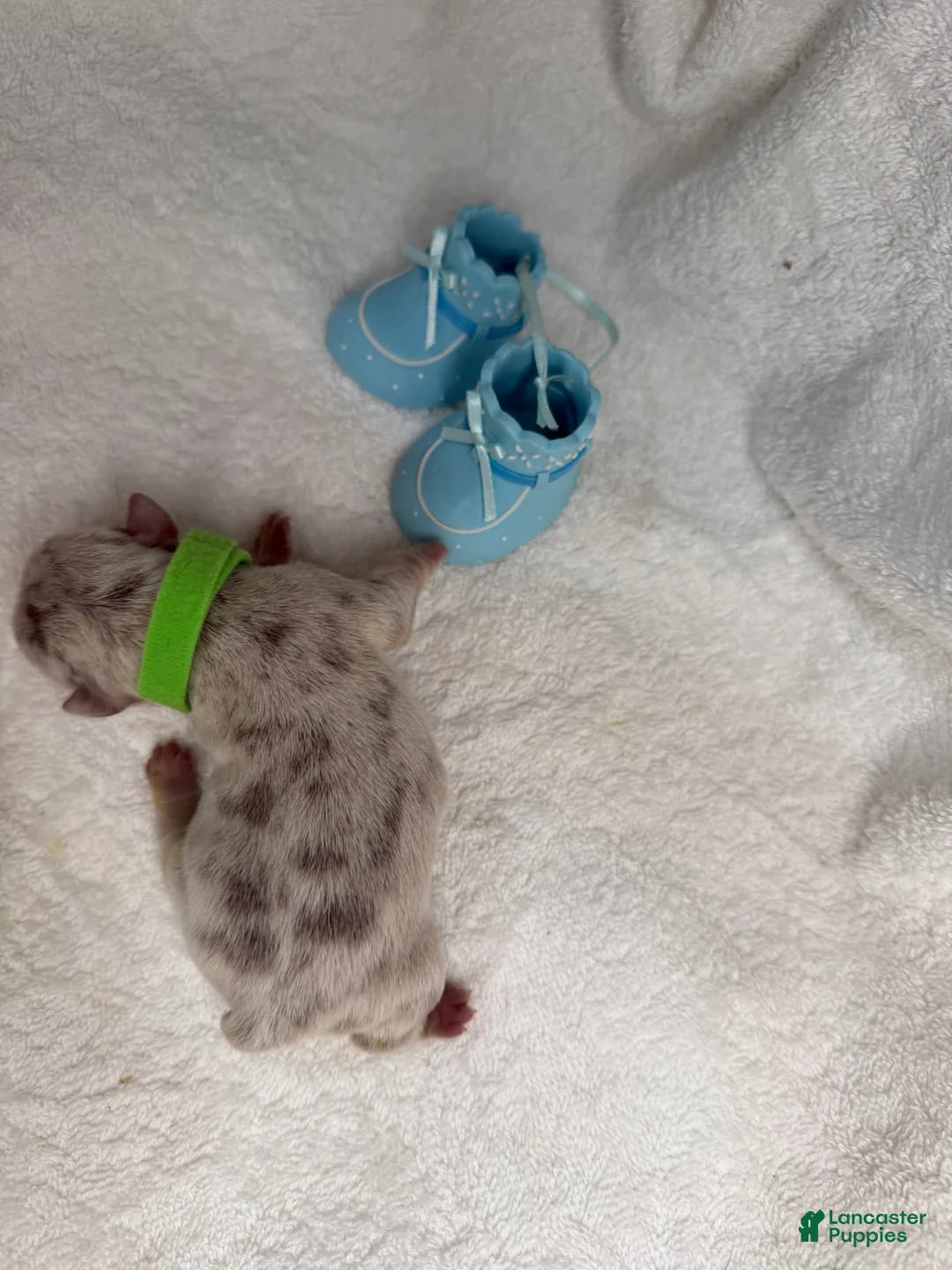 French Bulldog dogs for sale:  Puppy 2 - Ad 1