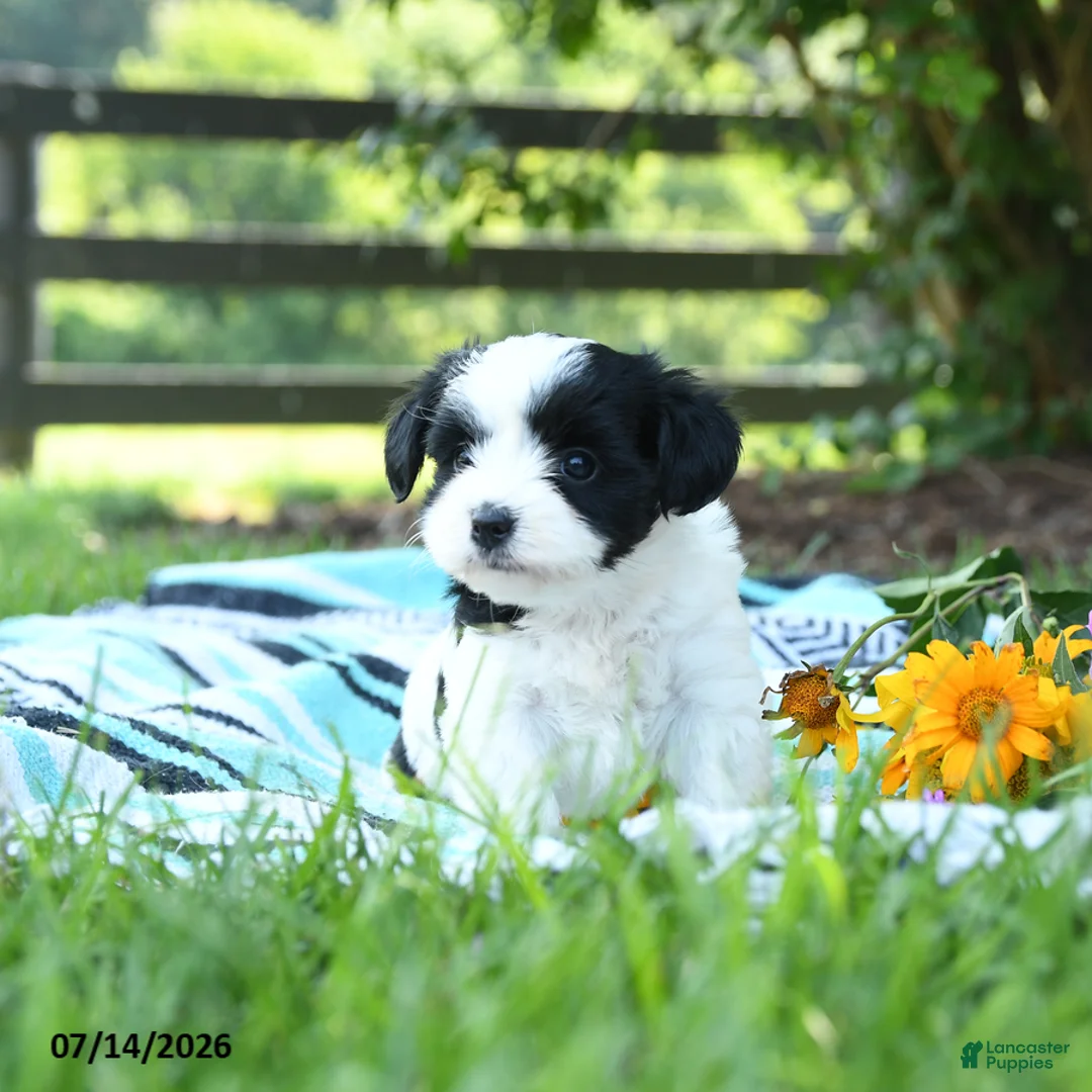 Mixed Breed dogs for sale: Mabel - Ad 3