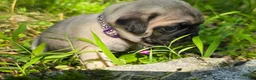 Pug dogs for sale: Manny - Ad 4