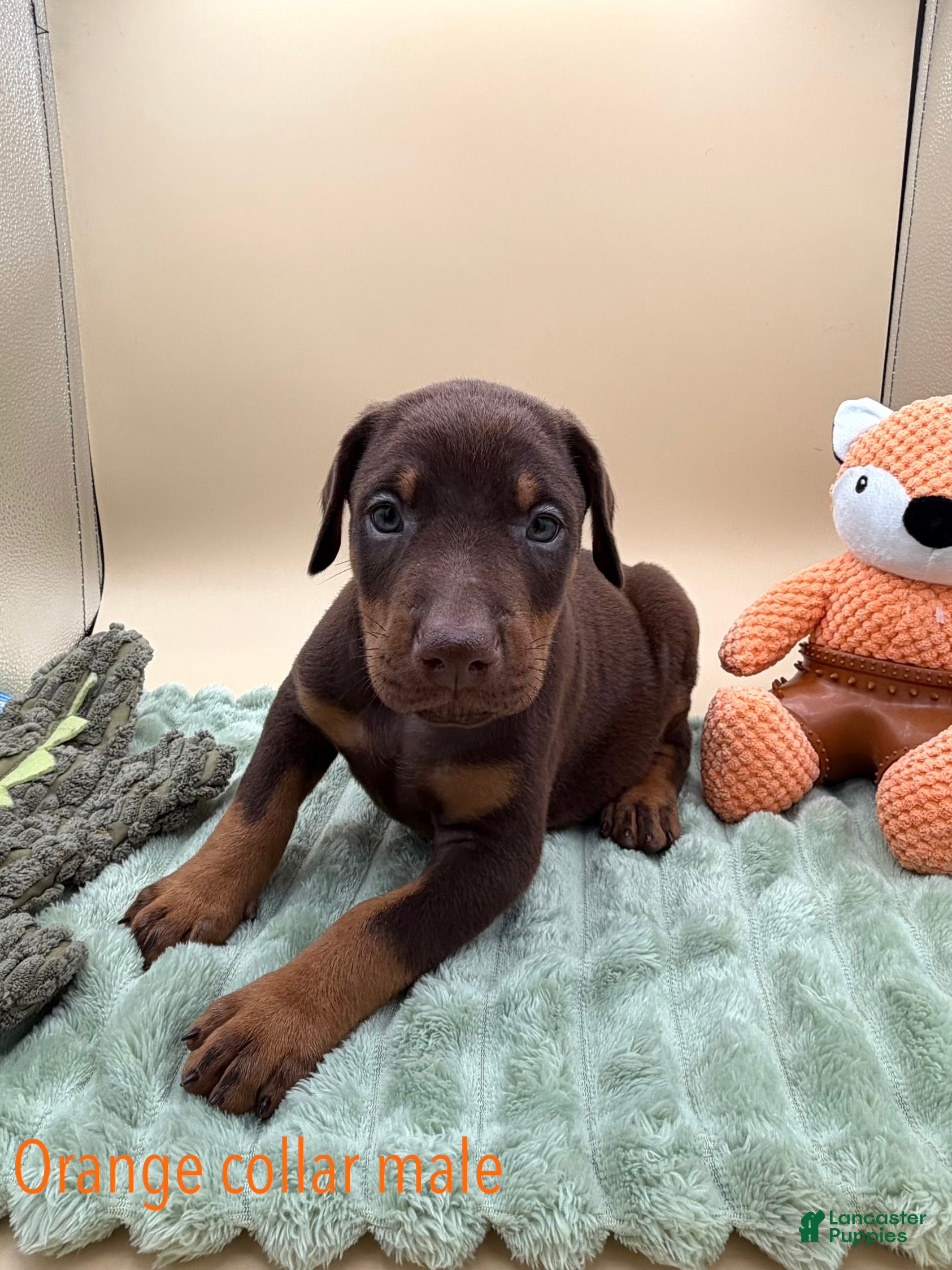 Doberman Pinscher dogs Red/rust male, orange collar 🧡 - Ad 18