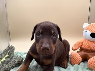 Doberman Pinscher dogs Red/rust male, orange collar 🧡 - Ad 18