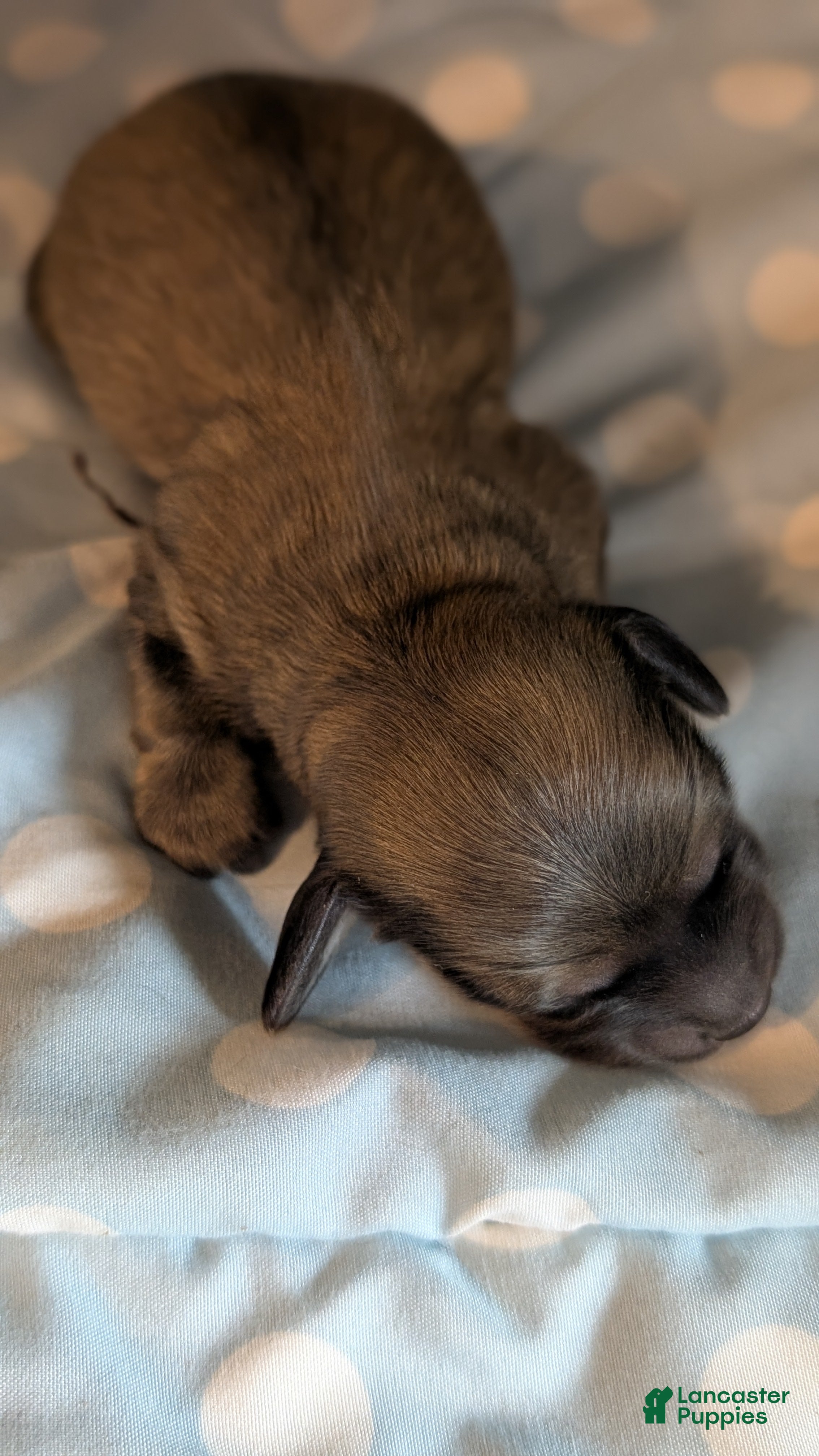 Miniature Dachshund dogs Jiff - Ad 2