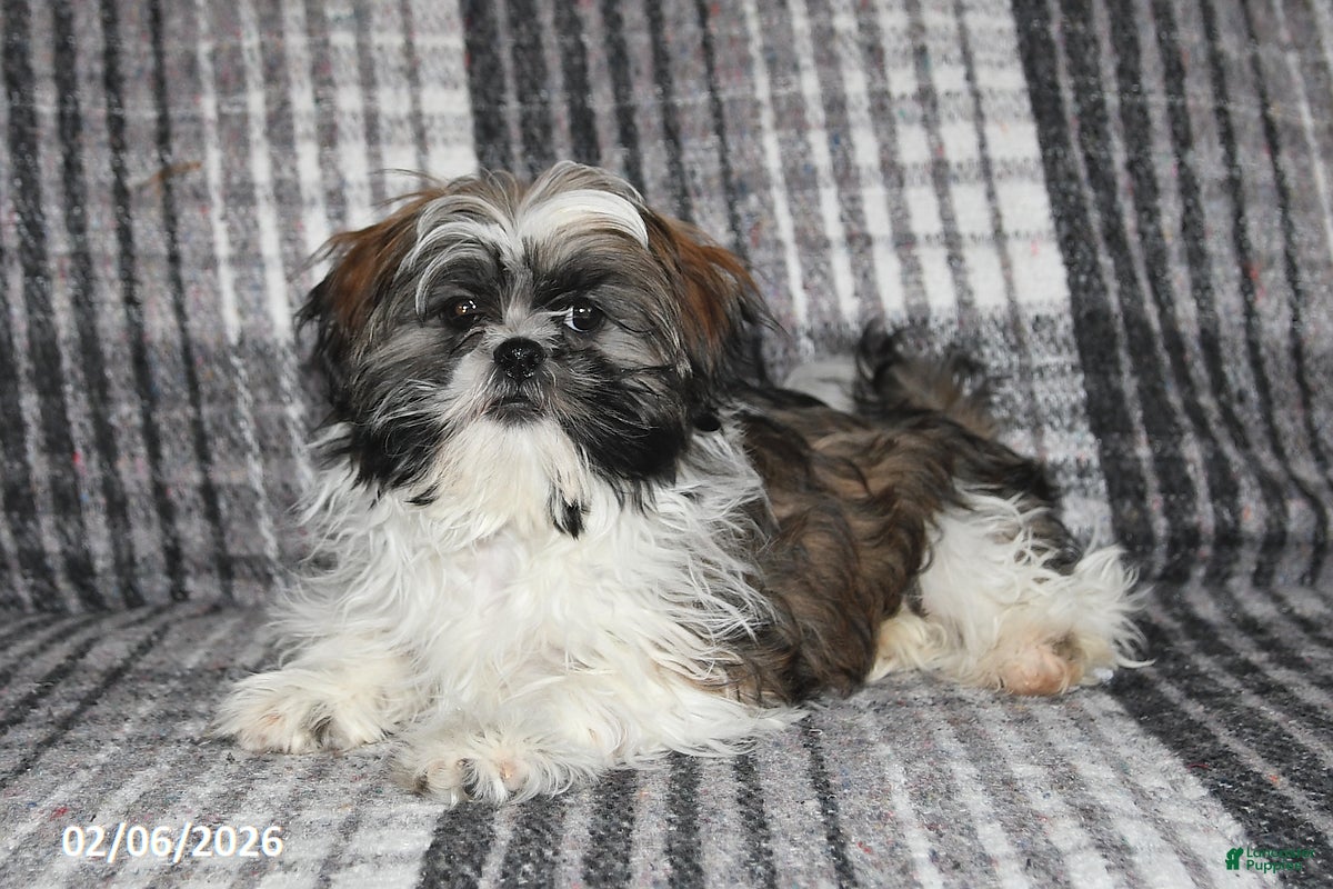 Shih Tzu dogs Kyle - Ad 35
