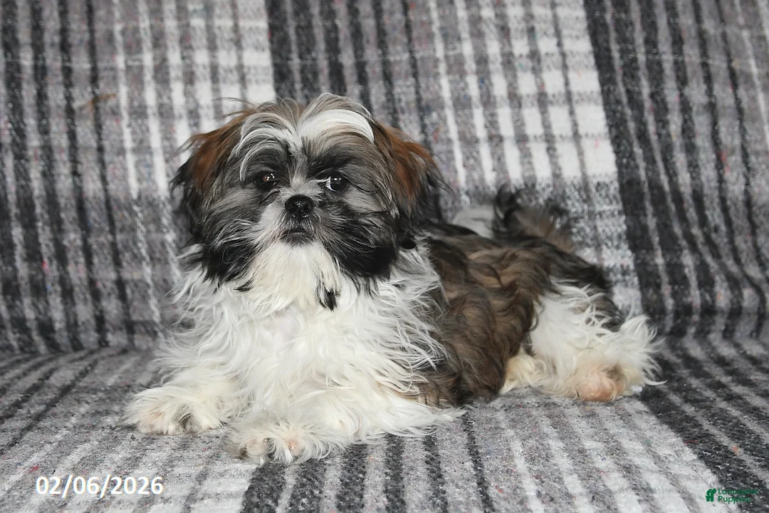 Shih Tzu dogs for sale: Kyle - Ad 1