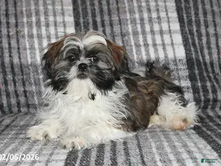 Shih Tzu dogs Kyle - Ad 35