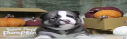 Siberian Husky dogs for sale: Blue - Ad 3