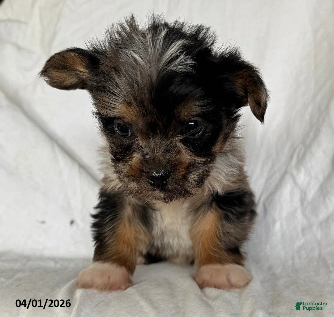 Mixed Breed dogs for sale: Kevin - Ad 5