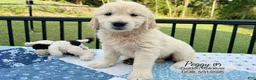 Golden Retriever dogs for sale: Peggy - Ad 4