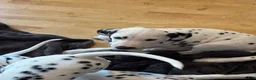 Dalmatian dogs for sale: Dalmatian 2 - Ad 2