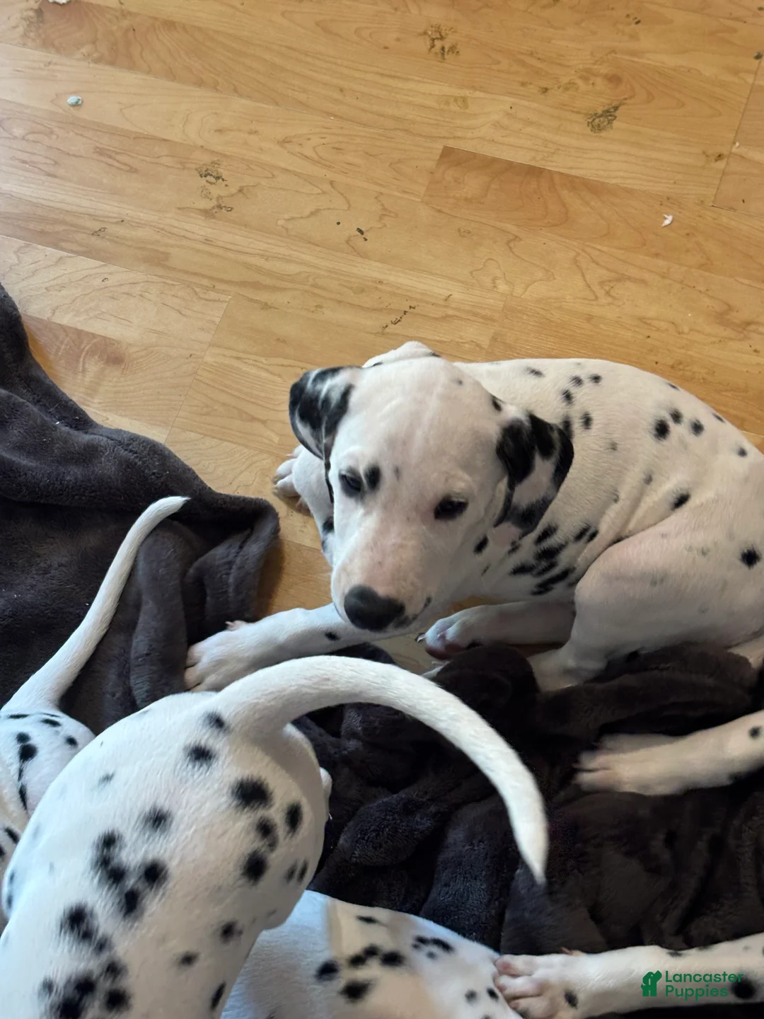 Dalmatian dogs for sale: Dalmatian 2 - Ad 2