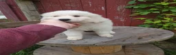 Great Pyrenees dogs for sale: Clover - Ad 3