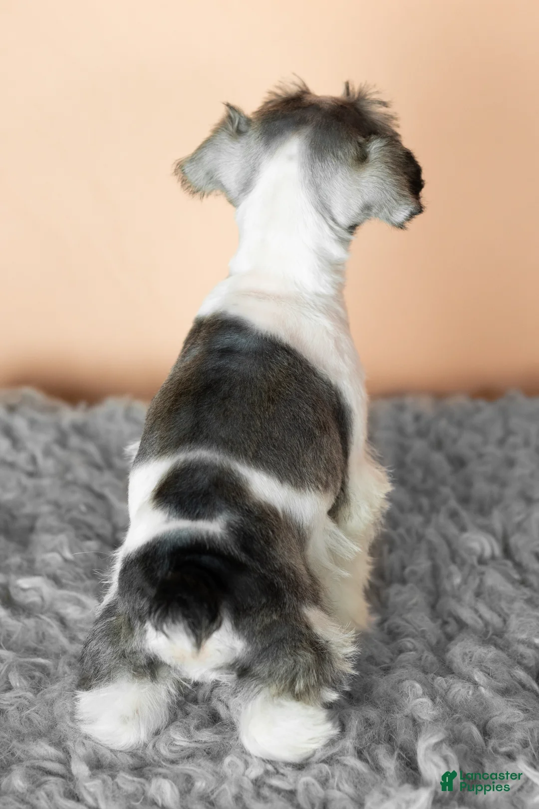 Miniature Schnauzer dogs for sale: Sophia  - Ad 5