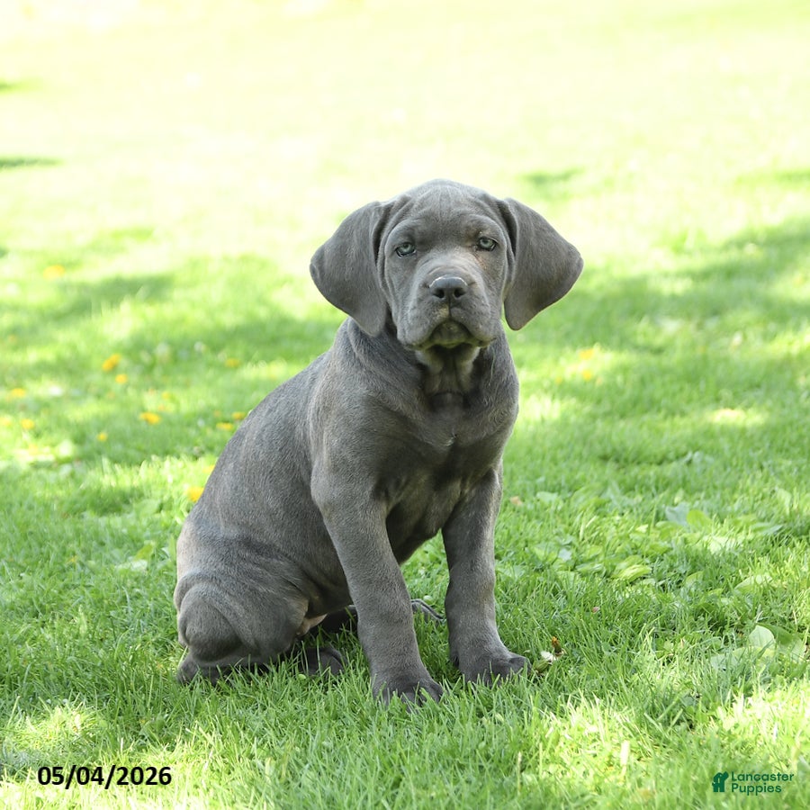 Cane Corso dogs Sparkle - Ad 2