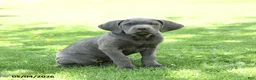 Cane Corso dogs for sale: Sparkle - Ad 2
