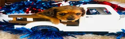 Miniature Dachshund dogs for sale: Whiskey (Longhair) - Ad 5