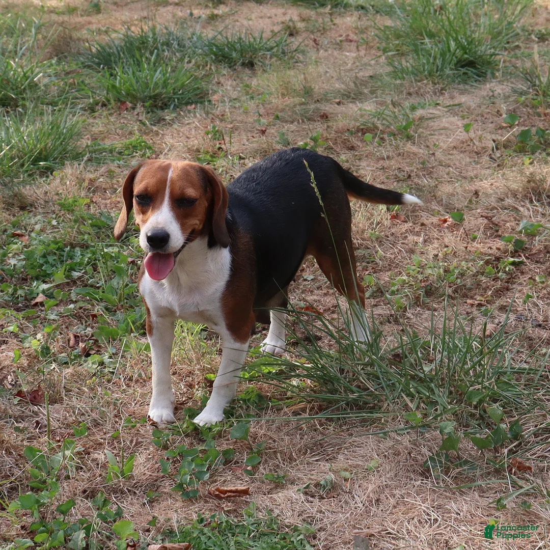 Beagle dogs for sale: Nutmeg - Ad 10