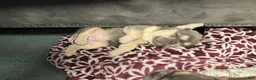 French Bulldog dogs for sale: DOLCE *FLUFFY and PINK CARRIER* - Ad 12