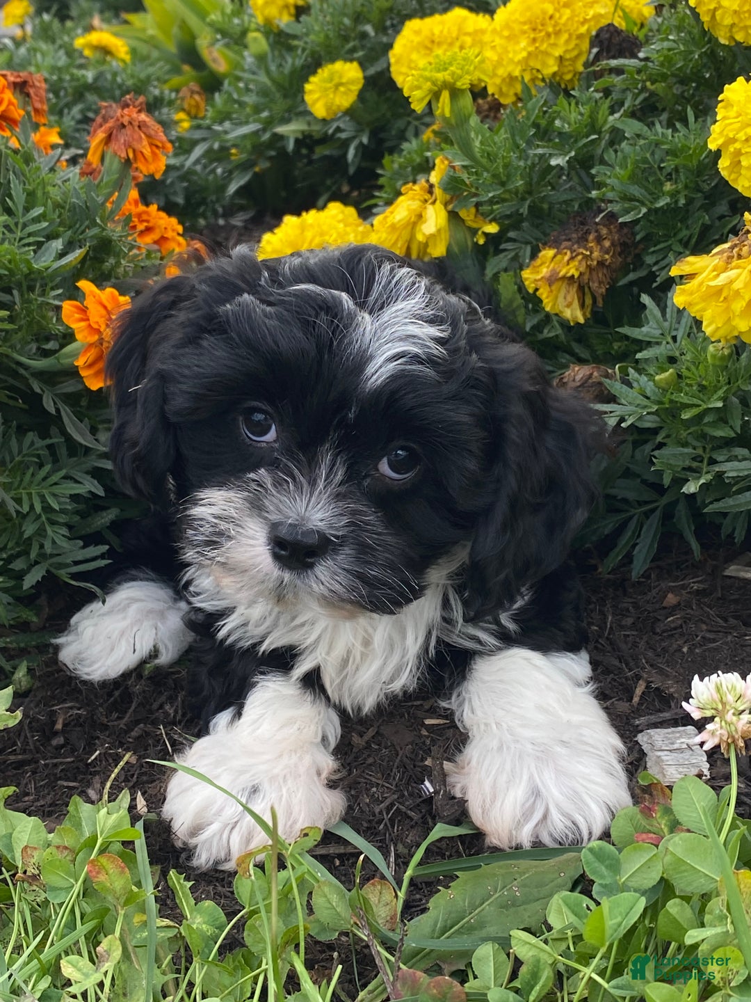 Mixed Breed dogs for sale: Lenny  - Ad 2