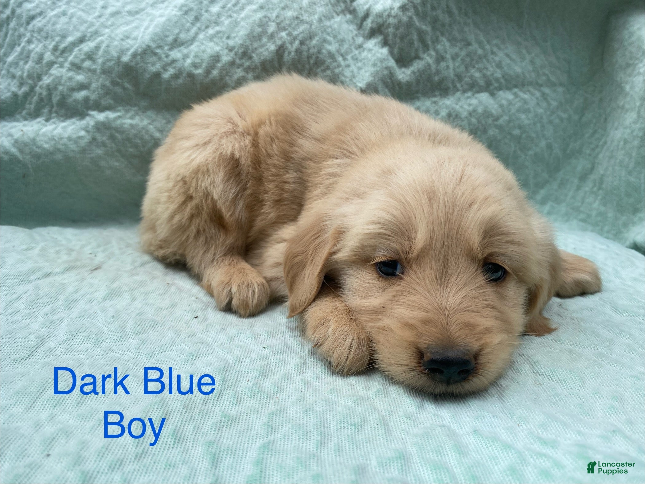 Golden Retriever dogs Golden Retriever dark blue boy - Ad 19