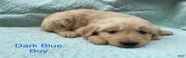 Golden Retriever dark blue boy